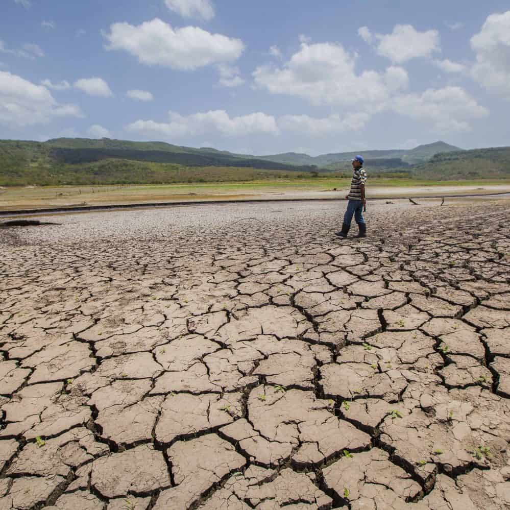 Drought hits Central America’s crops, cattle The Tico Times Costa
