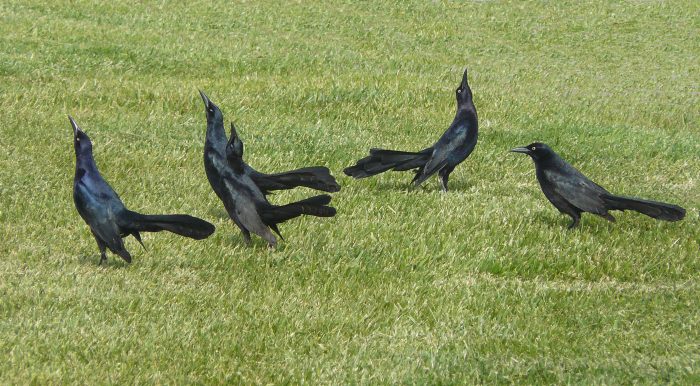 Great-tailed grackles in breeding display