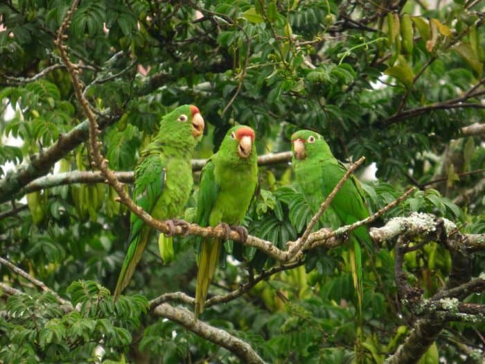 Crimson-fronted Parakeets perched