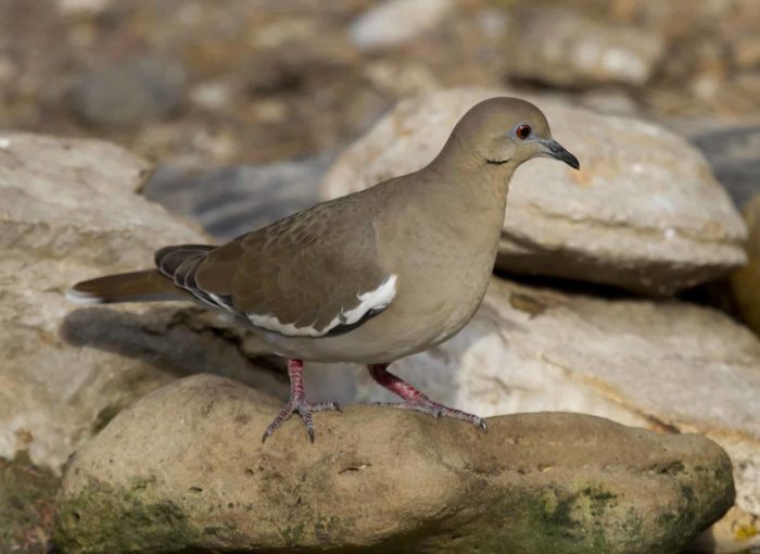 A White-winged Dove on a rock.