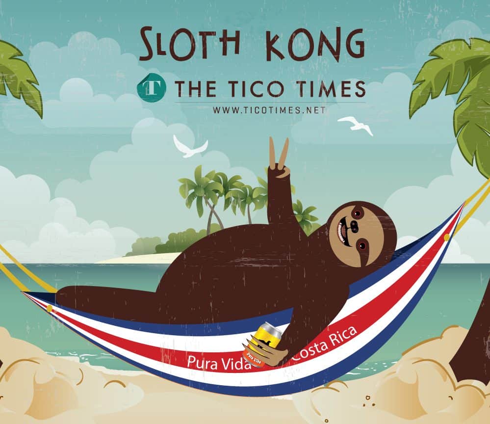 Happy International Sloth Day The Tico Times Costa Rica News Travel Real Estate