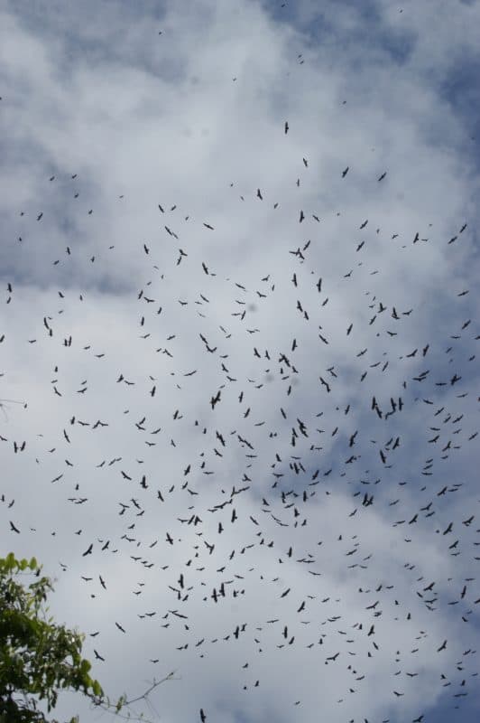 Hundreds of raptors circle on a thermal.
