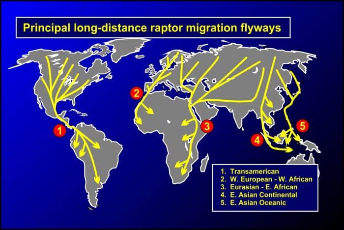 Map of raptor migration flyways