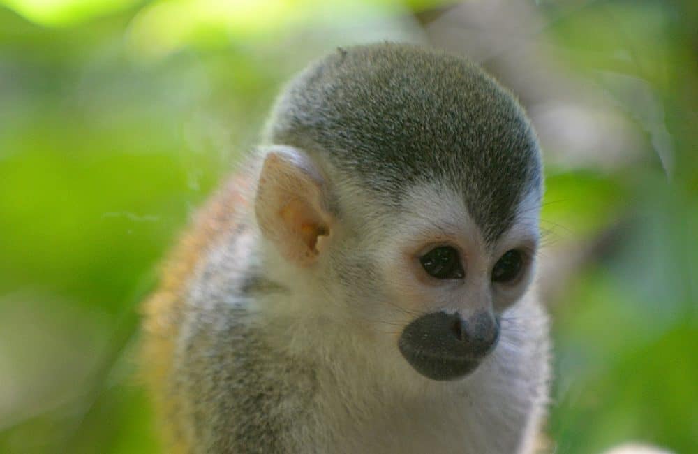 Costa Rica squirrel monkeys: Conservation group holds fundraiser to