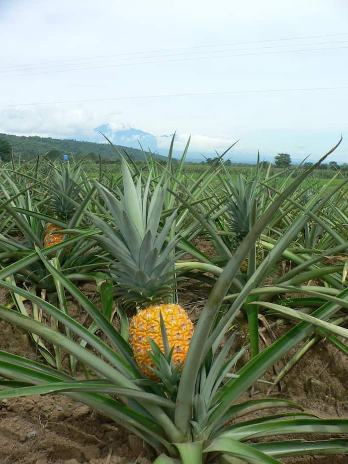 Pineapple in field
