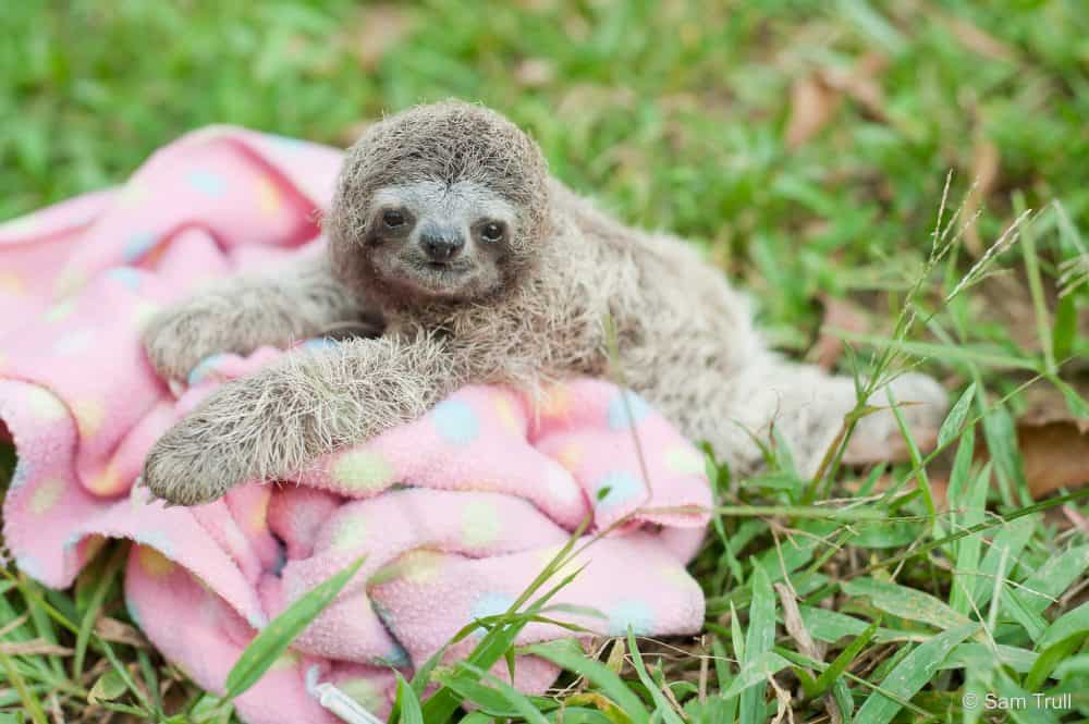 sloth pillowpet