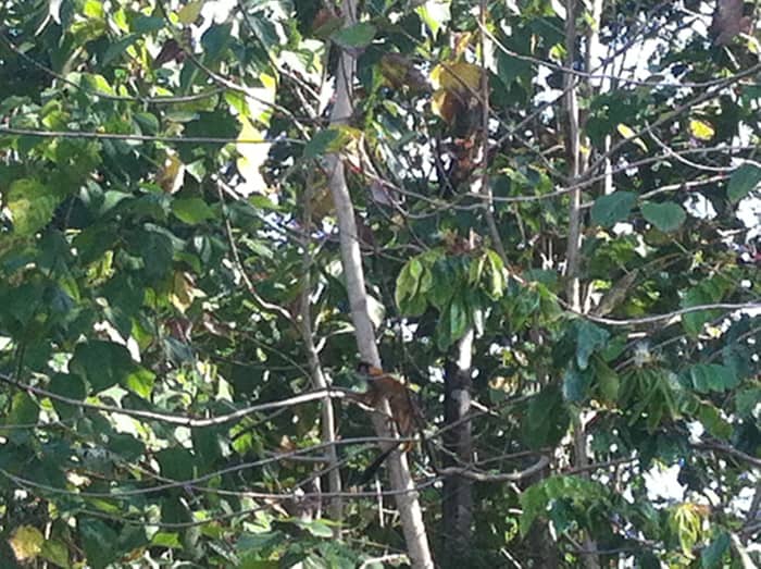 One of several squirrel monkeys is visible at low center.