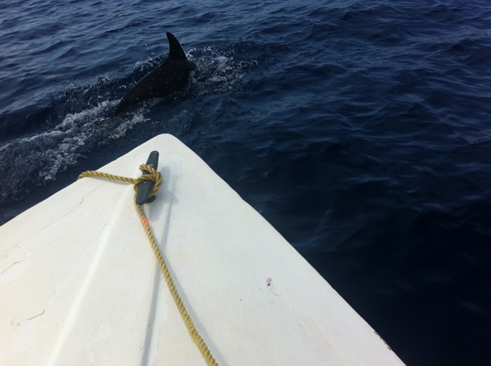 A false killer whale swims with our boat.
