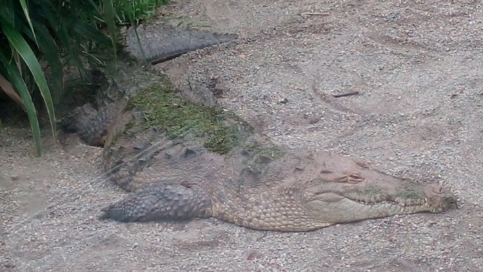 A surprisingly well-camouflaged crocodile rests on the sand next to the lagoon.