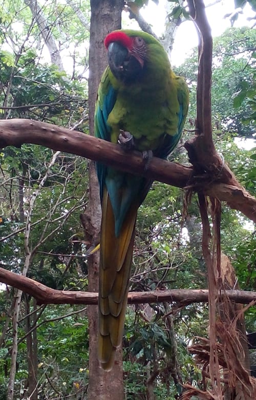 Great green macaw (Ara ambiguus).