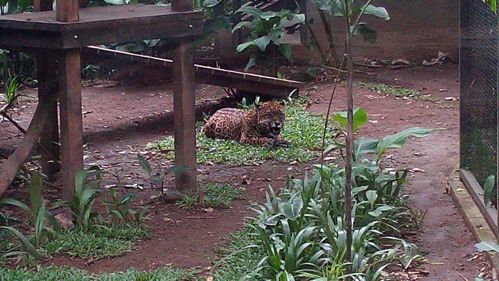 Brutus the jaguar in his new habitat.