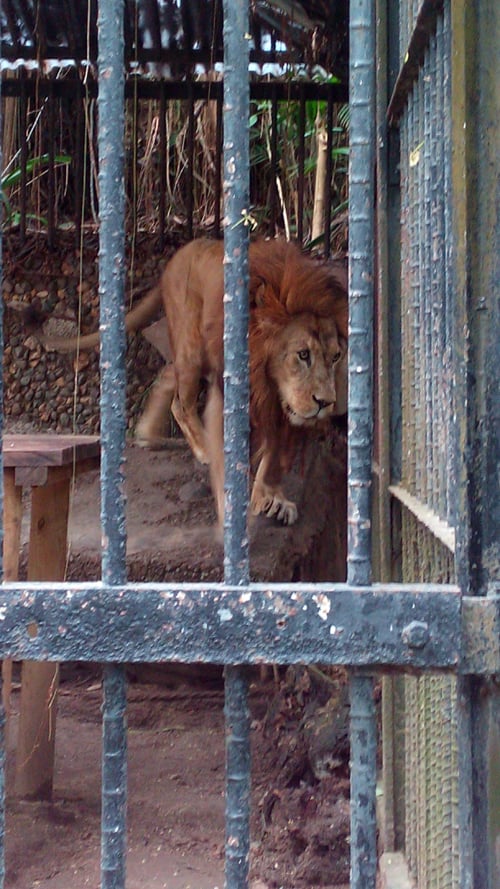 Kivu the lion paces in his cage.