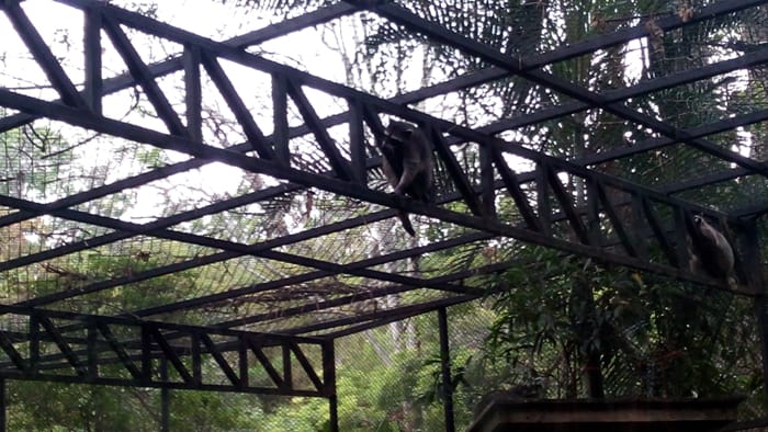 Raccoons crawl on the girders near the roof of their new enclosure.