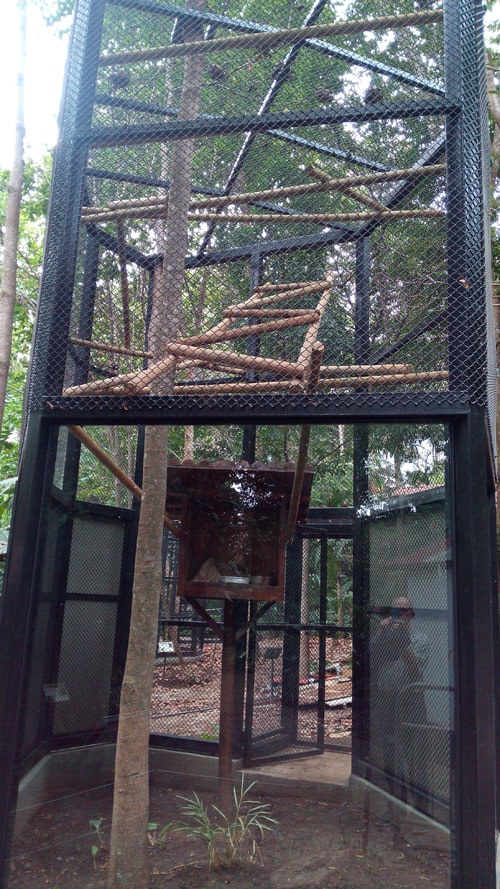 A new habitat for a two-toed sloth provides plenty of places for it to hang, but little vegetation, and it chooses to sleep in the box at low center.