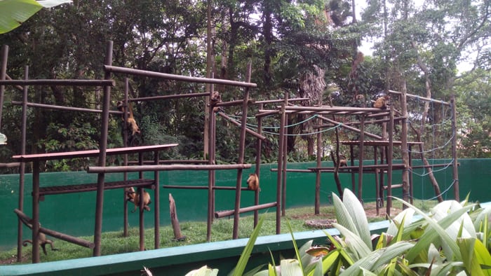 Spider monkeys have a sort of "jungle gym" in their enclosure, but no trees.