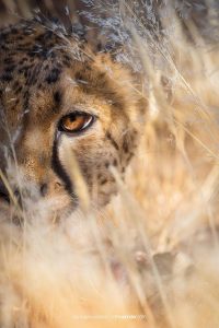 Namibia cheetah