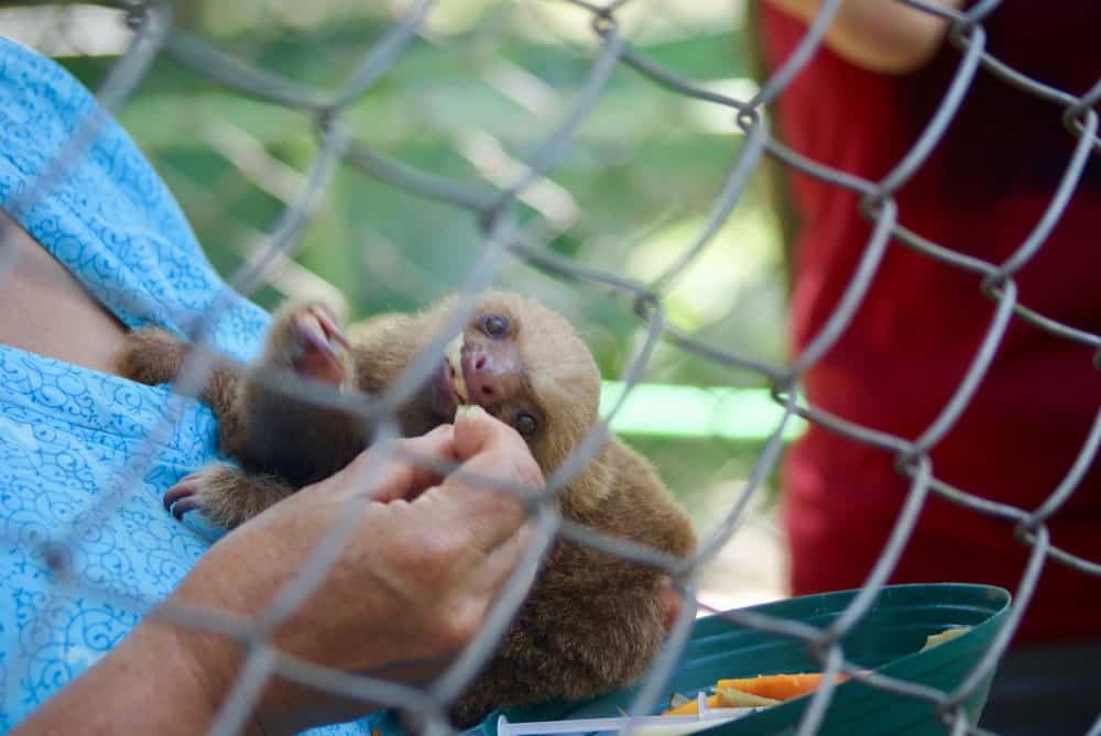 Our favorite photos from the Costa Rica Animal Rescue Center – The Tico