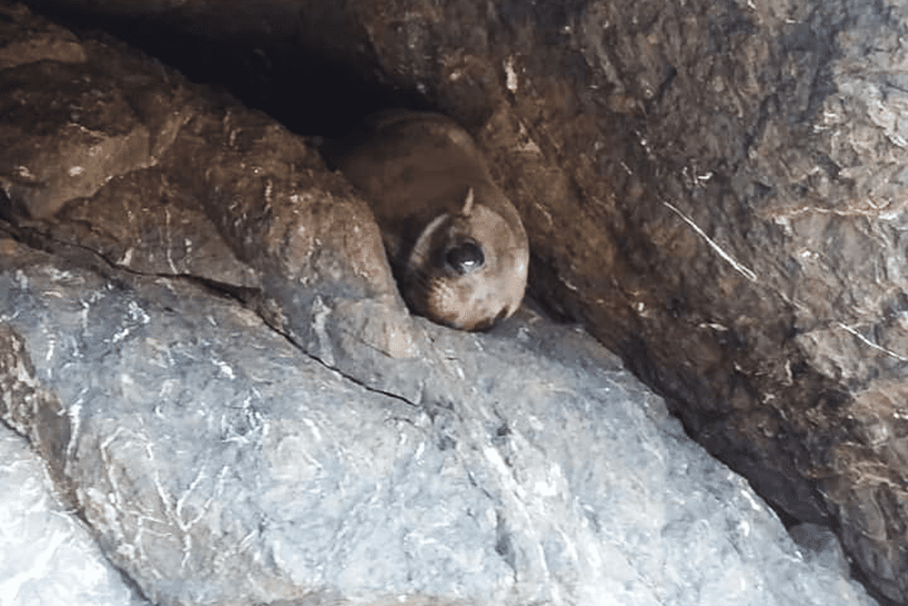 Costa Rica Wildlife Gal Pagos Sea Lion