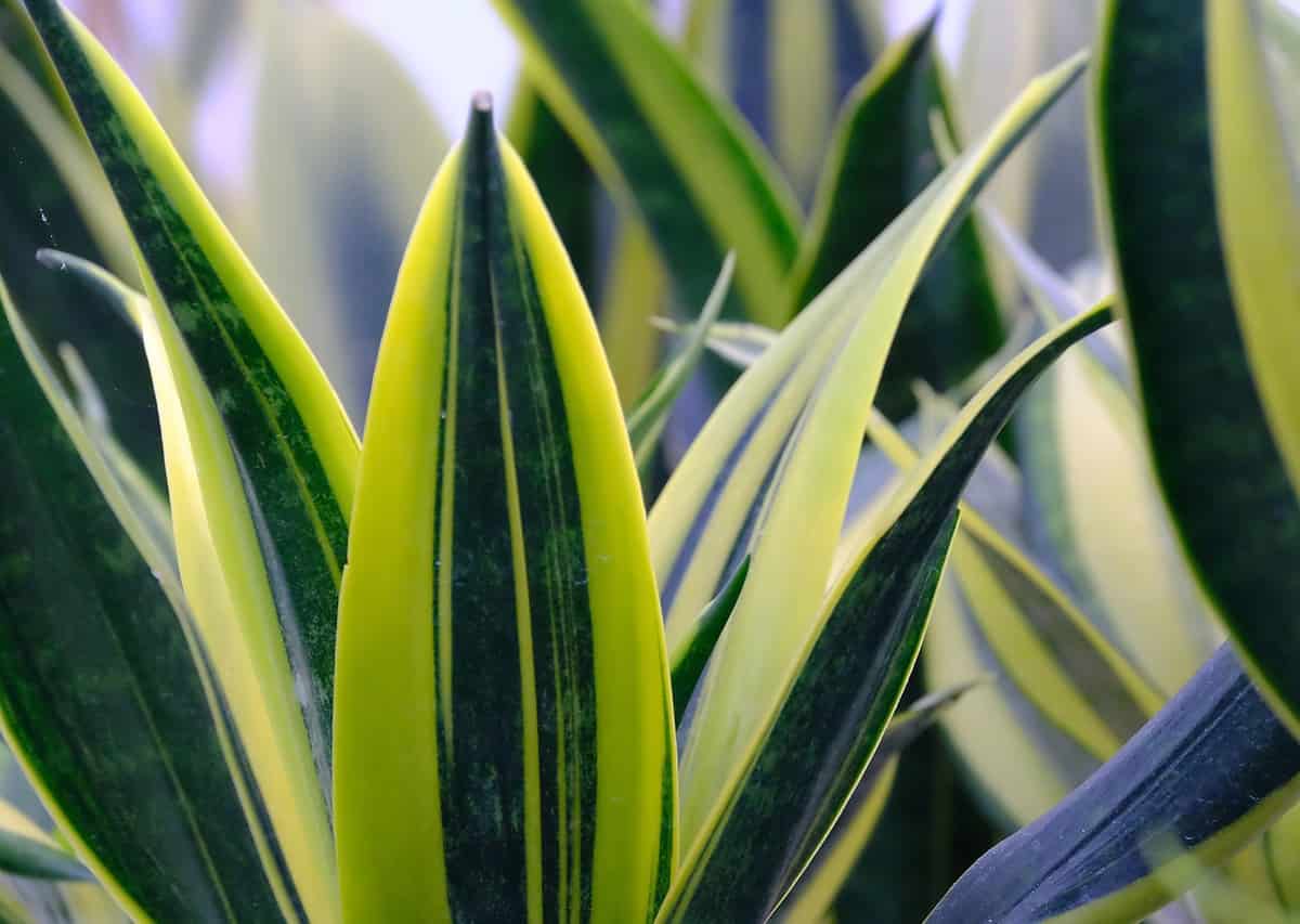 The medicinal benefits of the snake plant