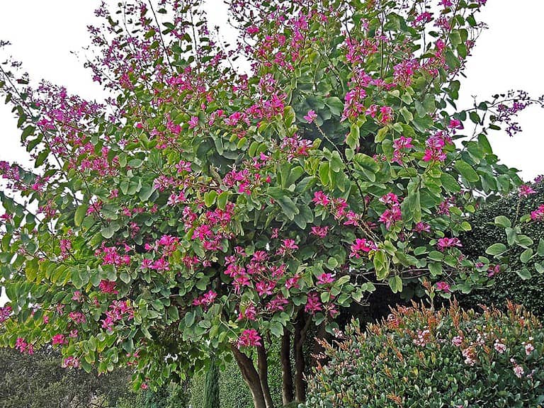 Orchid Trees: The Hardy and Beautiful Addition to Your Home Garden
