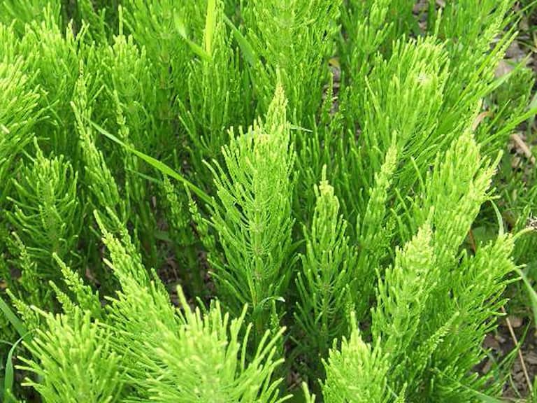Gardening in Costa Rica at a Glance: Horsetail Plant
