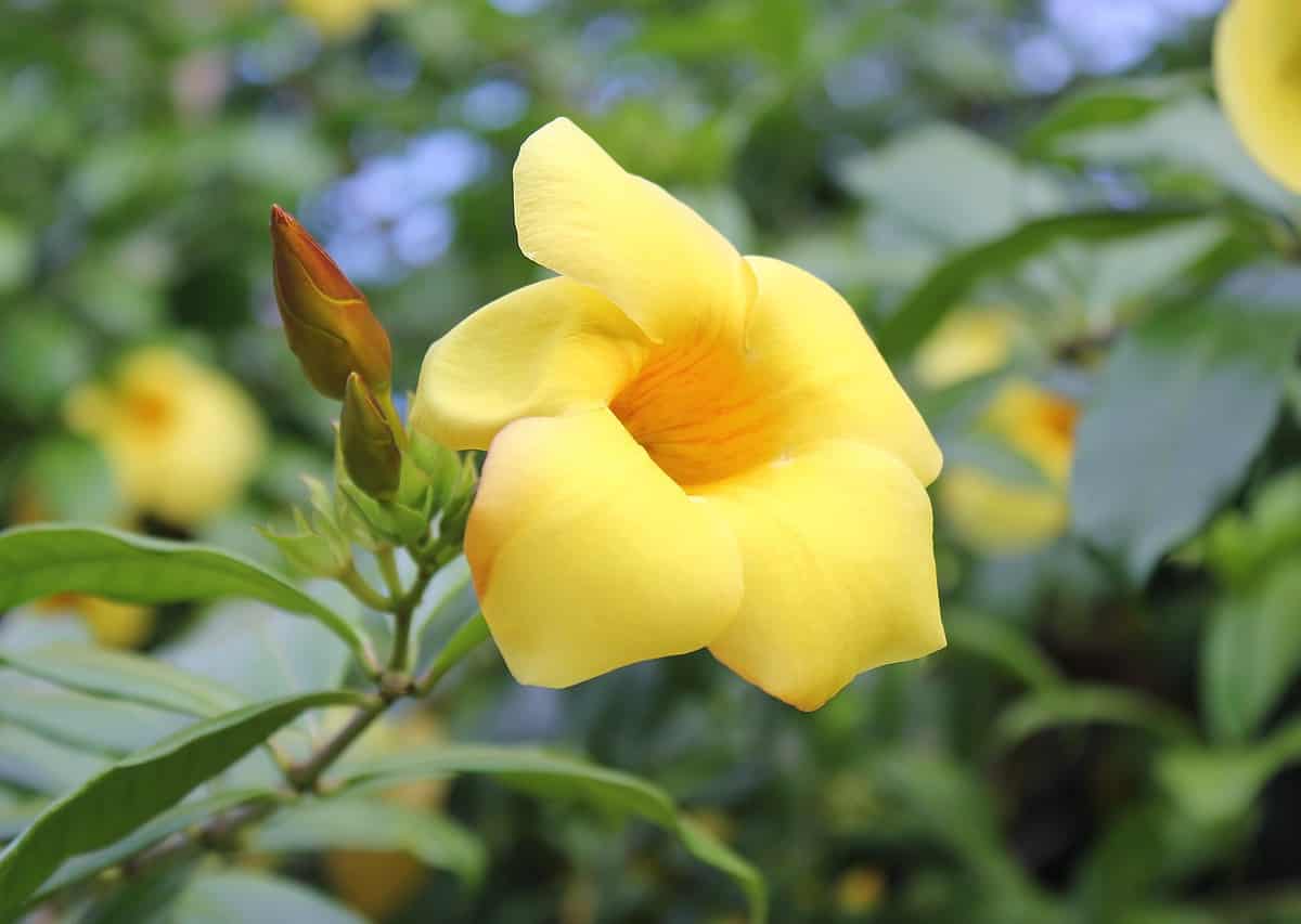 Yellow Amanda Costa Rica