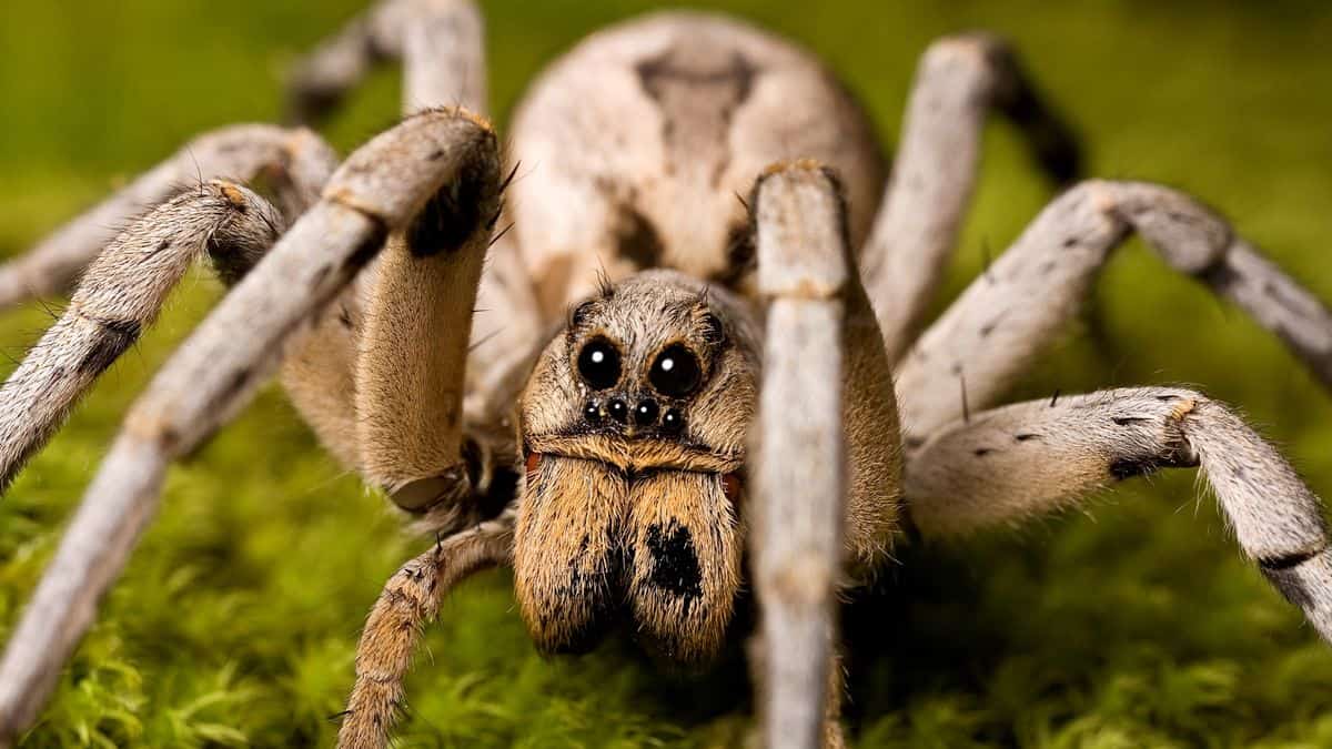 Spiders in Costa Rica