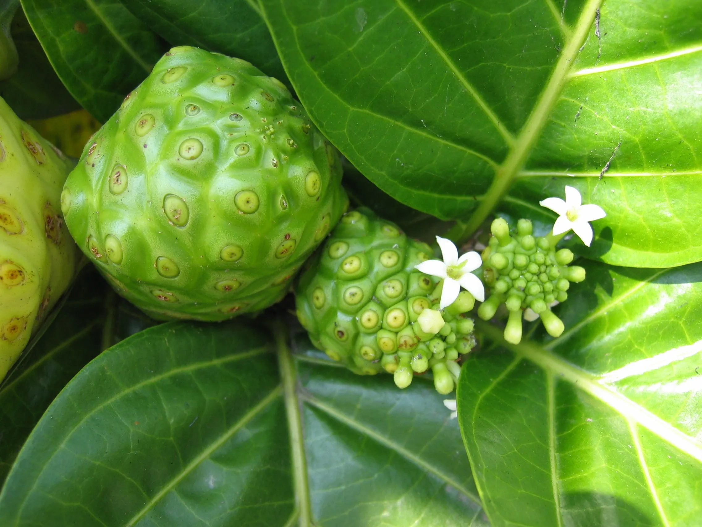 Indian Mulberry