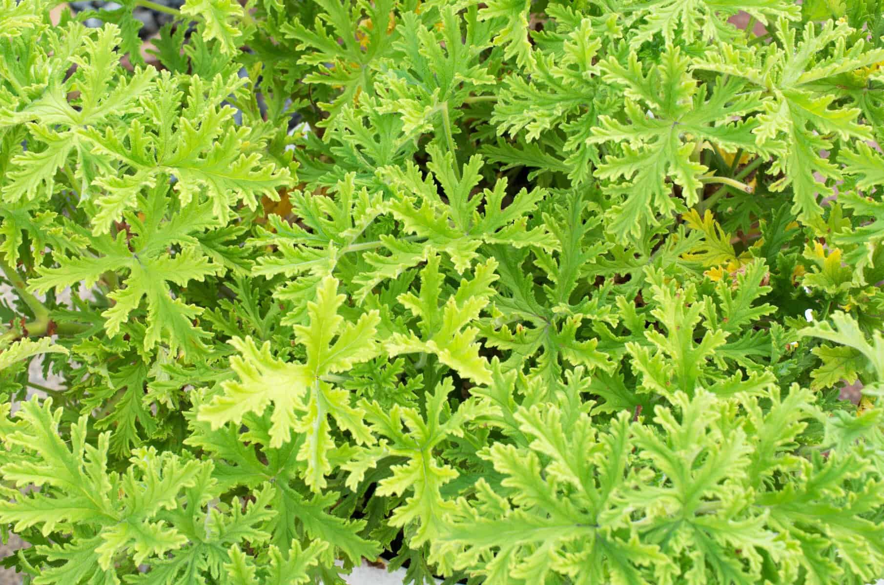 Plant-Based Mosquito Repellent Citronella in Costa Rica