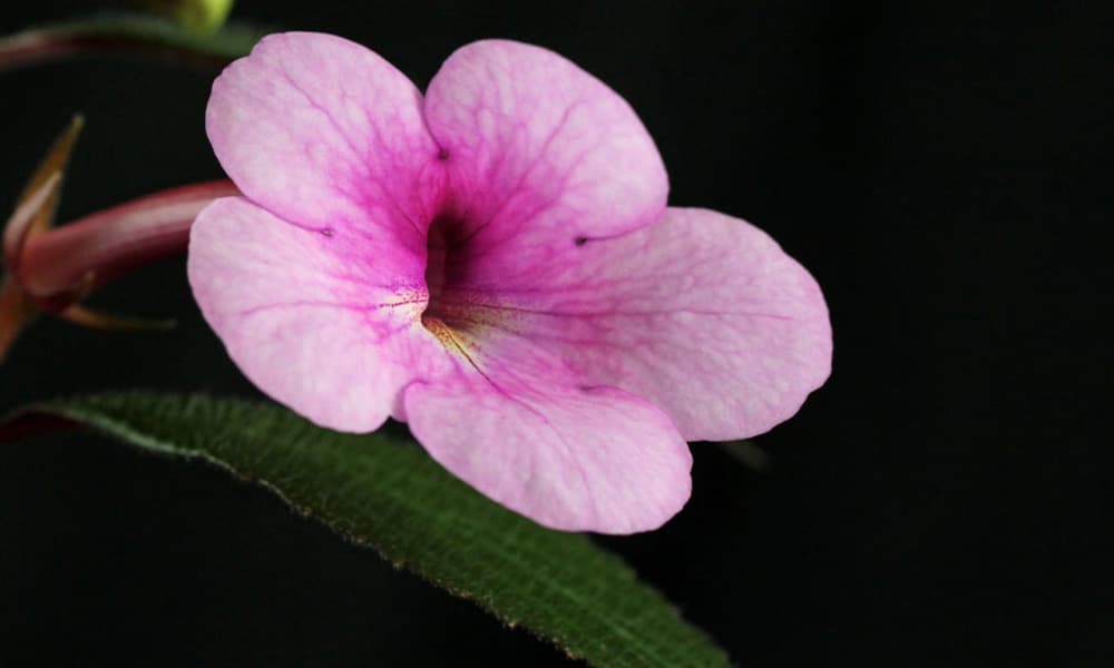 Achimenes Costa Rica