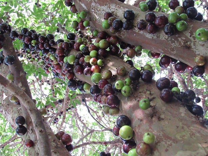 Grape Tree or Jaboticaba in Costa Rica
