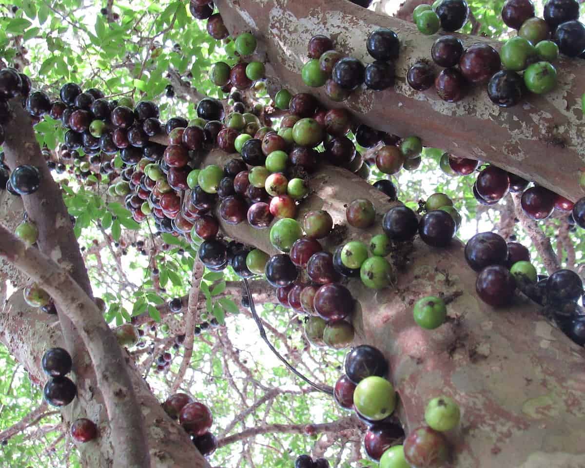 Grape Tree or Jaboticaba in Costa Rica