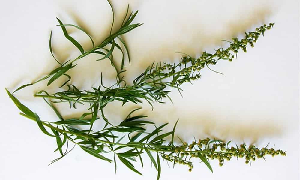 How to use the herb Tarragon