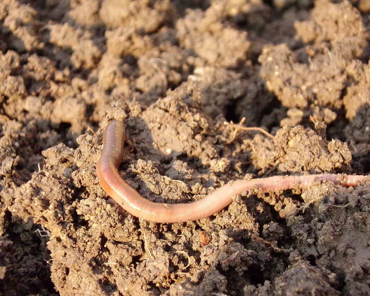 Costa Rica Gardening - Earthworms