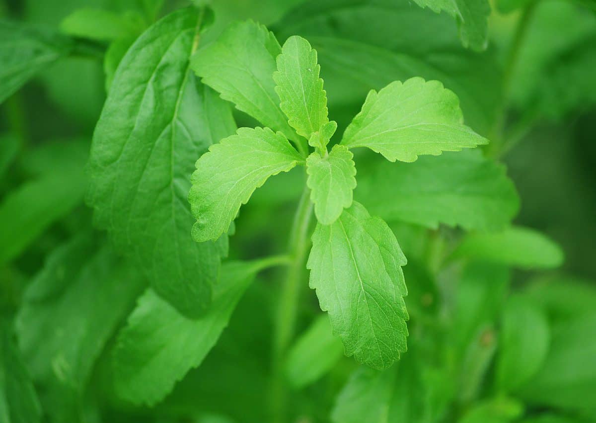 Growing Stevia in Costa Rica