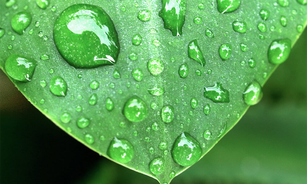 Planting in Costa Rica Rainy Season