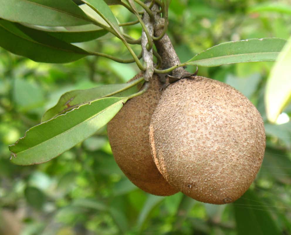 Sapodilla is a Chewing Gum Tree with Juicy Fruit