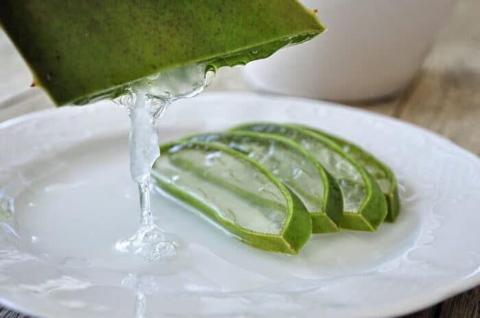 Aloe Vera Care Tips and Benefits for Costa Rica Living