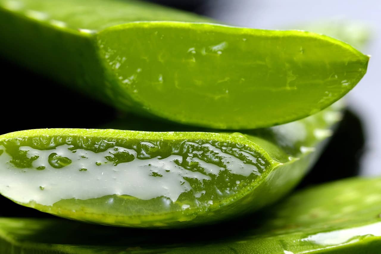 tweede precedent Morse code 10 Benefits of Natural Aloe Vera: A Tropical Wonder Plant :