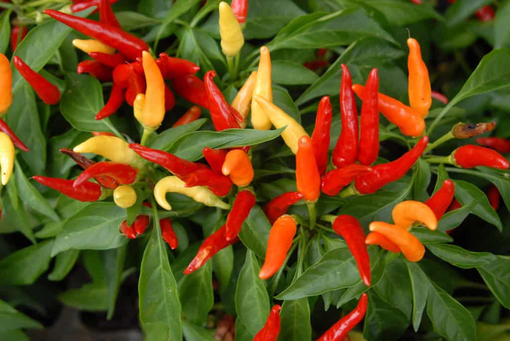 Growing Chiles in Costa Rica