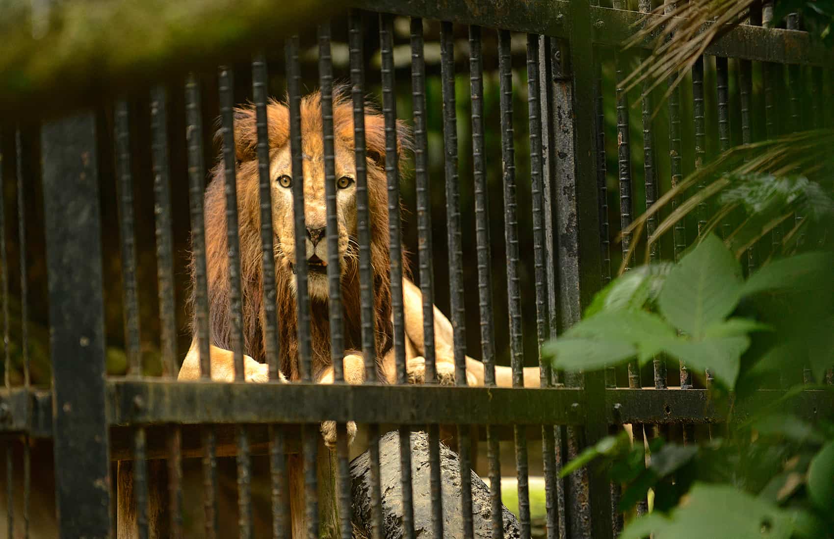 Kivu the lion was born in captivity. He lives at the Simón Bolívar Zoo in San José.