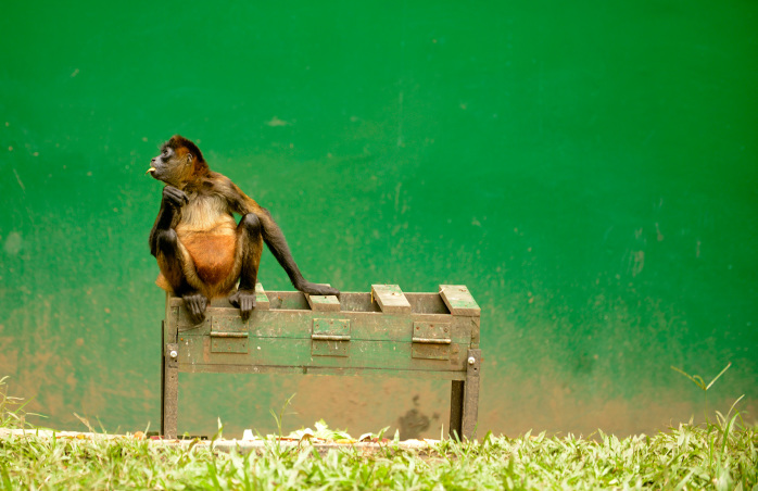 A howler monkey in its cage at the Simón Bolívar Zoo. 