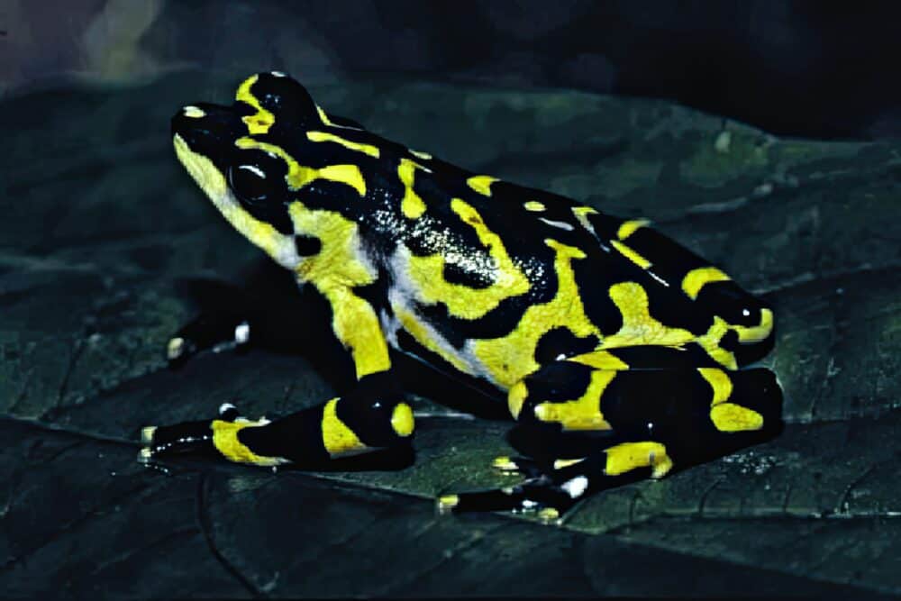 Halloween frog, clown frog (Atelopus varius)