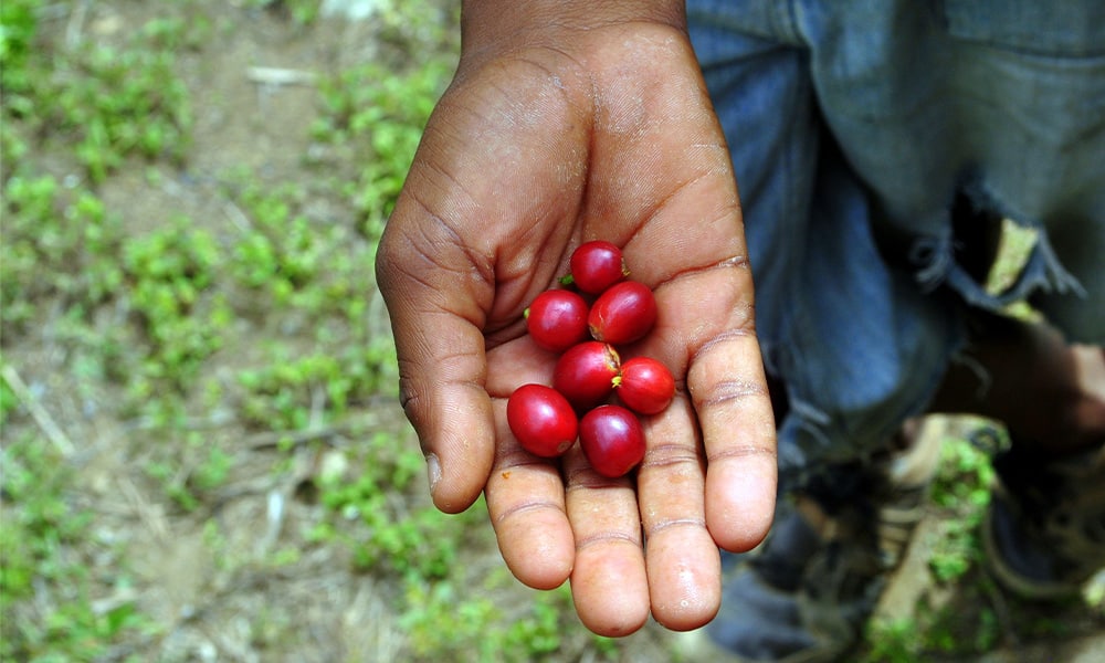 Costa Rica Coffee Harvest