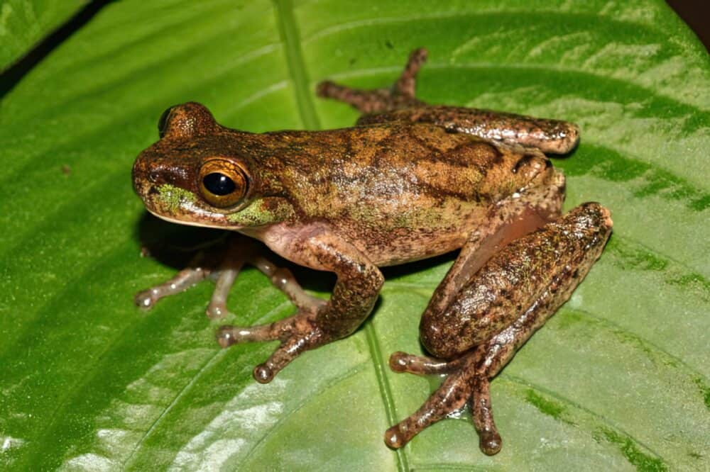 iIsthmohyla rivularis Frog