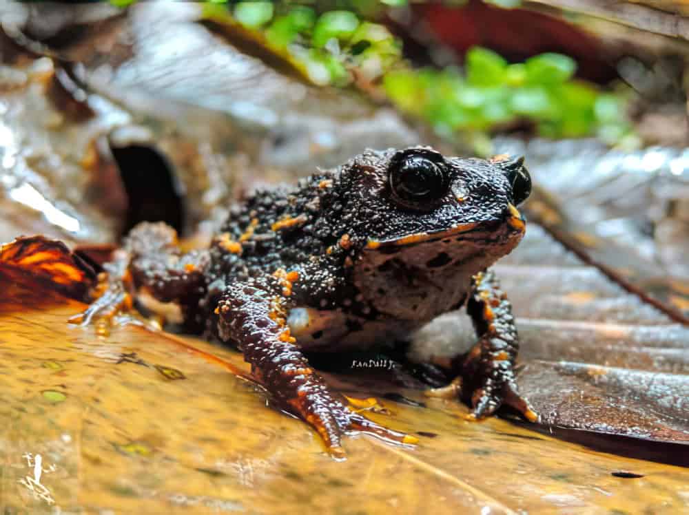 Holdrige’s toad