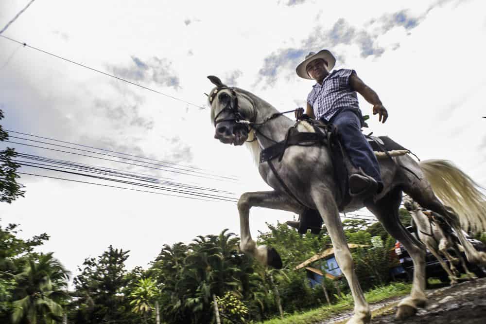 Horse galloping down the street, decorated with traditional Rasta-inspired ornaments