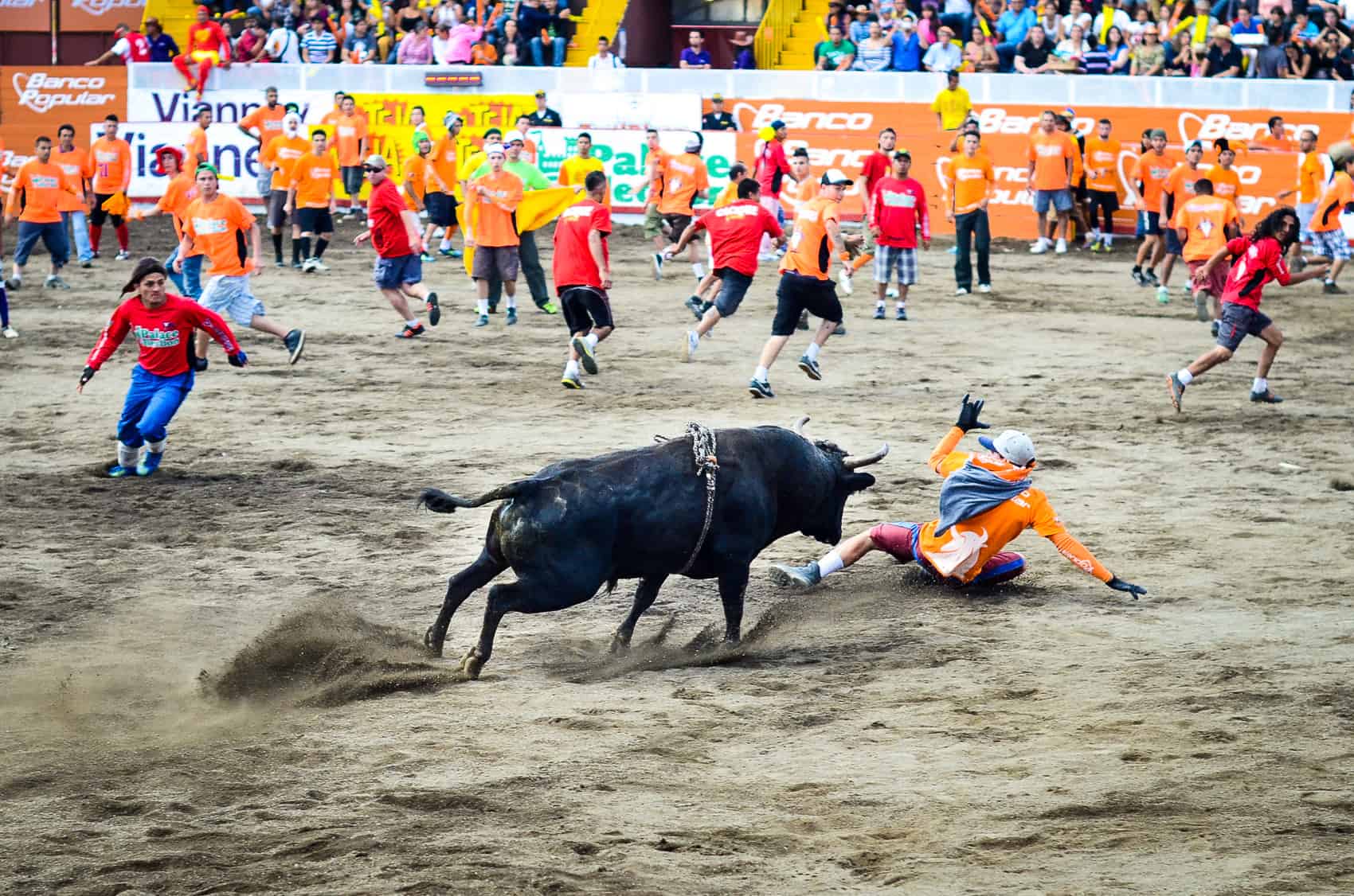 Fiestas de Zapote, toros a la Tica