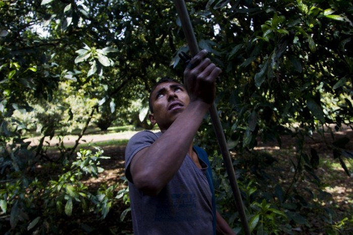 A man works at an avocado orchard owned by the Ceballos family in the community of Tancitaro, Michoacán, Mexico, on Jan. 16, 2014. The land is one of the several properties recovered by the Mexican vigilante militias battling drug traffickers in the restive state of Michoacán. 