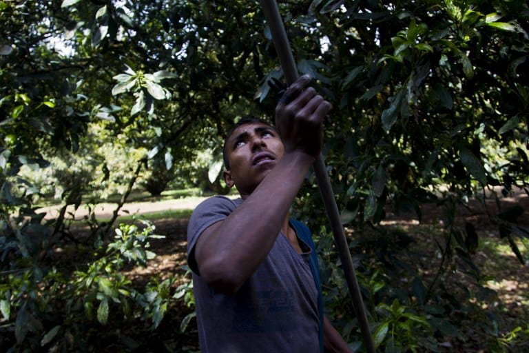 A man works at an avocado orchard owned by the Ceballos family in the community of Tancitaro, Michoacán, Mexico, on Jan. 16, 2014. The land is one of the several properties recovered by the Mexican vigilante militias battling drug traffickers in the restive state of Michoacán.